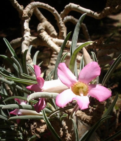 Adenium oleifolium stems